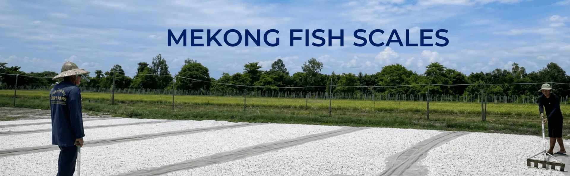 Fish scales drying in Mekong Delta production area