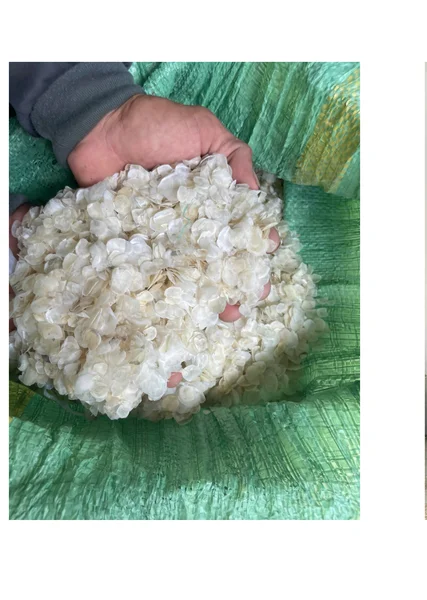 Quality fish scales ready for packaging