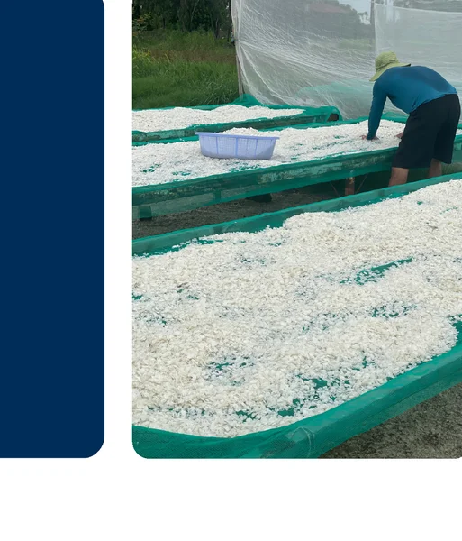 Fish scales drying process